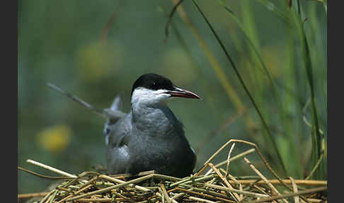 Weißbart-Seeschwalbe (Chlidonias hybridus)