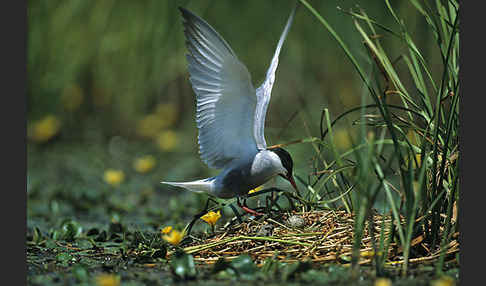 Weißbart-Seeschwalbe (Chlidonias hybridus)