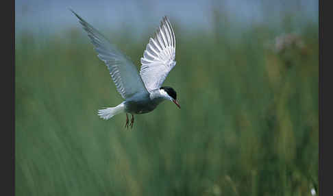 Weißbart-Seeschwalbe (Chlidonias hybridus)