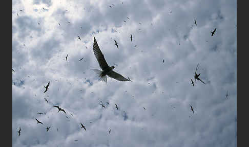 Flußseeschwalbe (Sterna hirundo)