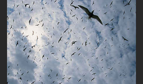 Flußseeschwalbe (Sterna hirundo)