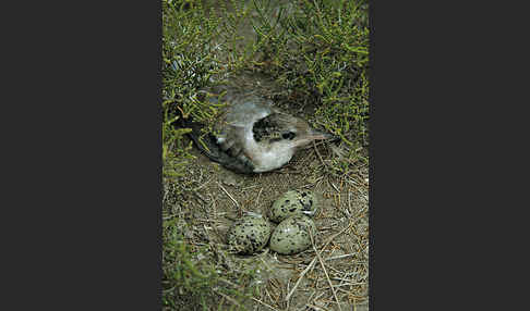 Flußseeschwalbe (Sterna hirundo)