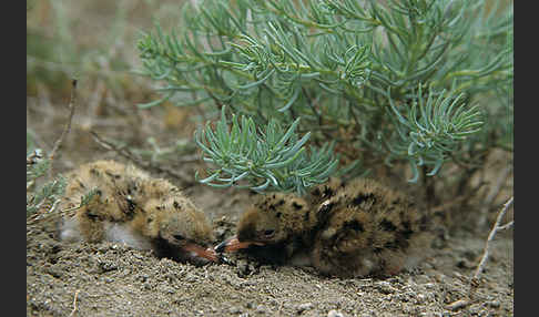 Flußseeschwalbe (Sterna hirundo)