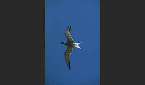 Flußseeschwalbe (Sterna hirundo)