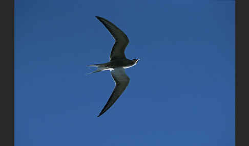 Flußseeschwalbe (Sterna hirundo)