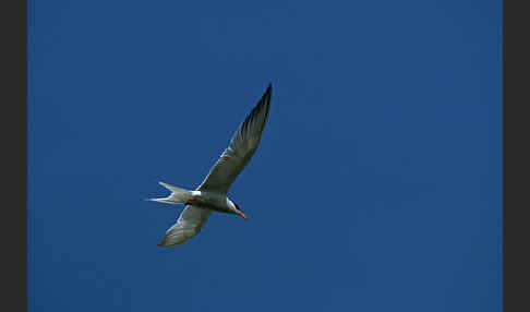 Flußseeschwalbe (Sterna hirundo)