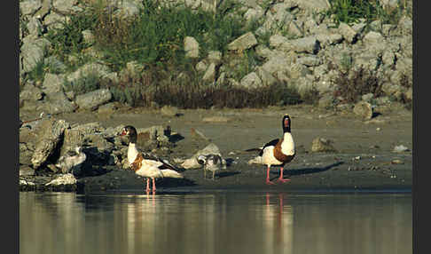 Brandgans (Tadorna tadorna)