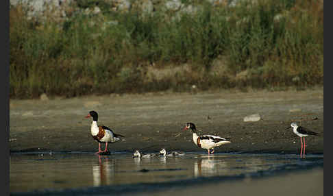 Brandgans (Tadorna tadorna)