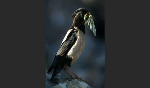 Rosenstar (Sturnus roseus)