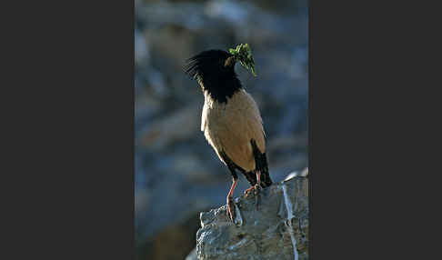 Rosenstar (Sturnus roseus)