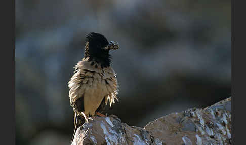 Rosenstar (Sturnus roseus)