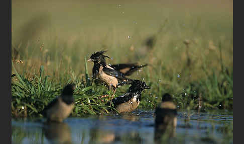 Rosenstar (Sturnus roseus)