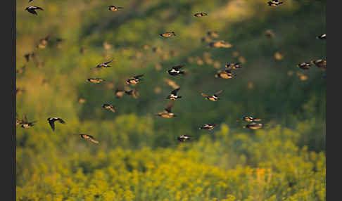 Rosenstar (Sturnus roseus)