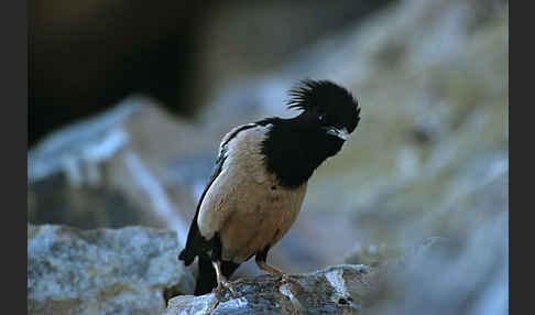 Rosenstar (Sturnus roseus)