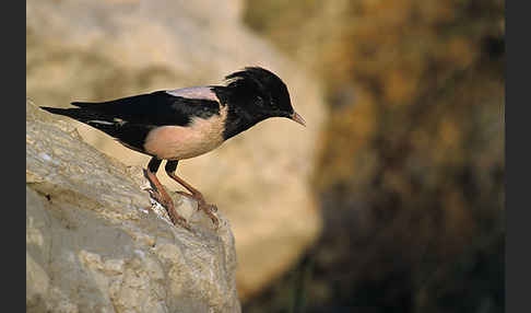 Rosenstar (Sturnus roseus)