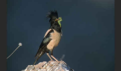 Rosenstar (Sturnus roseus)