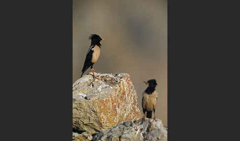 Rosenstar (Sturnus roseus)