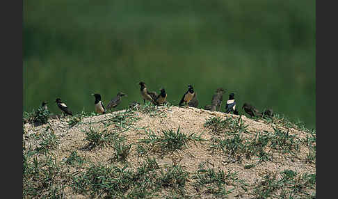 Rosenstar (Sturnus roseus)