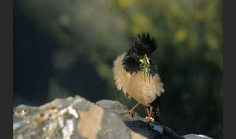 Rosenstar (Sturnus roseus)