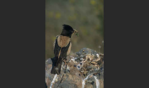 Rosenstar (Sturnus roseus)