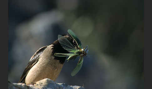 Rosenstar (Sturnus roseus)