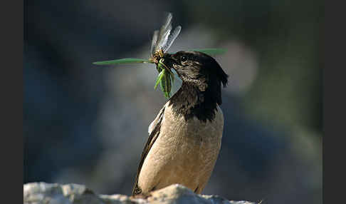 Rosenstar (Sturnus roseus)