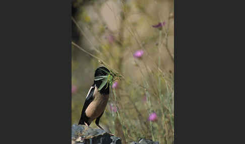 Rosenstar (Sturnus roseus)