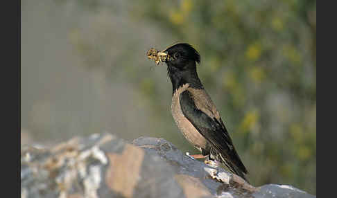 Rosenstar (Sturnus roseus)