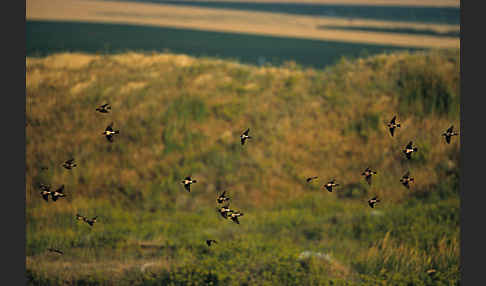 Rosenstar (Sturnus roseus)