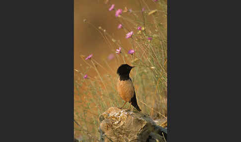 Rosenstar (Sturnus roseus)