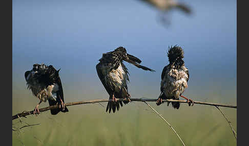 Rosenstar (Sturnus roseus)