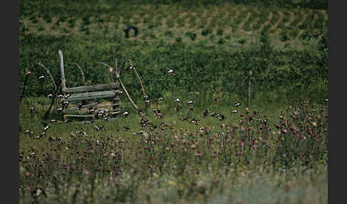 Rosenstar (Sturnus roseus)