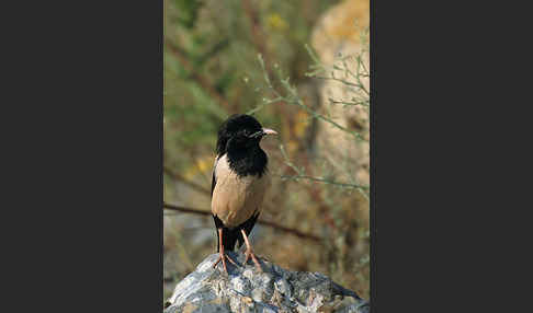 Rosenstar (Sturnus roseus)