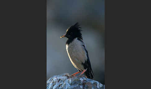 Rosenstar (Sturnus roseus)