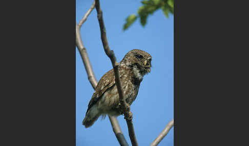 Steinkauz (Athene noctua)