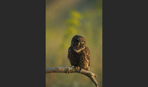 Steinkauz (Athene noctua)