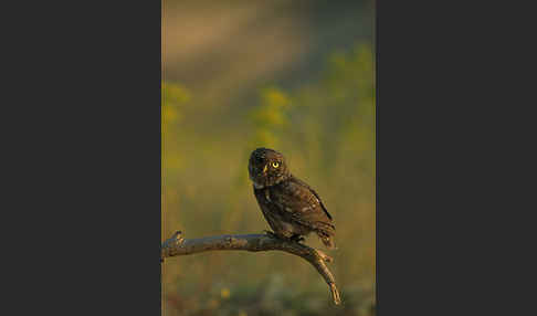 Steinkauz (Athene noctua)