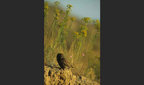 Steinkauz (Athene noctua)