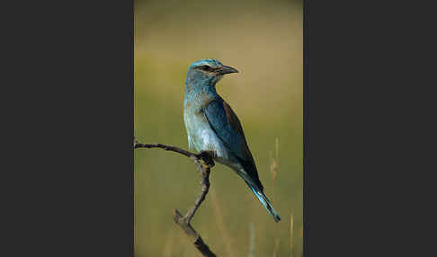 Blauracke (Coracias garrulus)