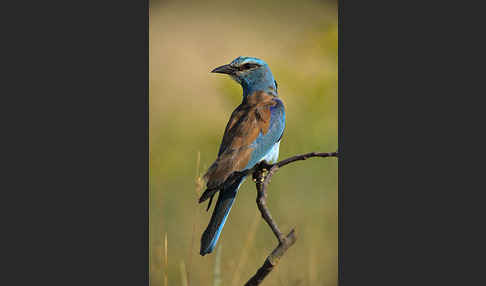 Blauracke (Coracias garrulus)