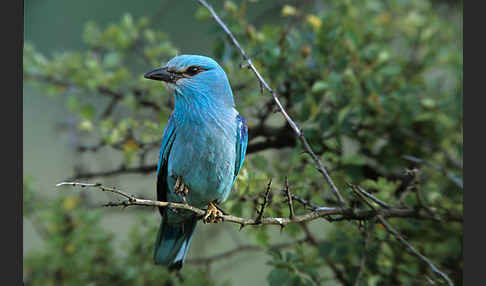 Blauracke (Coracias garrulus)