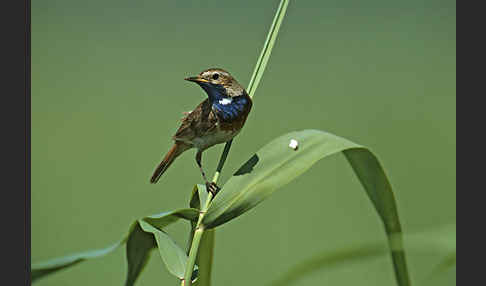 Weißsterniges Blaukehlchen (Luscinia svecica cyanecula)