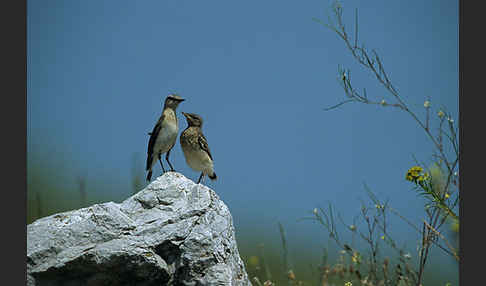 Steinschmätzer (Oenanthe oenanthe)