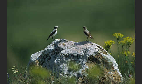 Steinschmätzer (Oenanthe oenanthe)