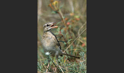 Brachpieper (Anthus campestris)