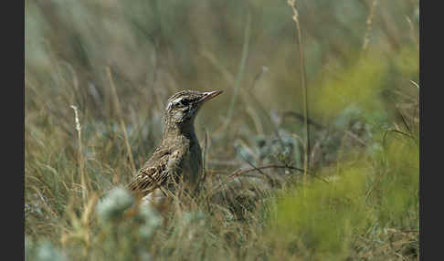 Brachpieper (Anthus campestris)