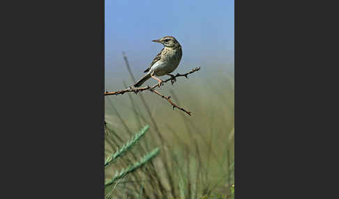 Brachpieper (Anthus campestris)