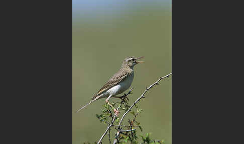 Brachpieper (Anthus campestris)