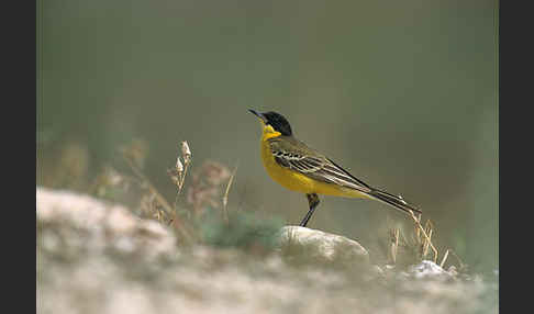 Maskenstelze (Motacilla flava feldegg)