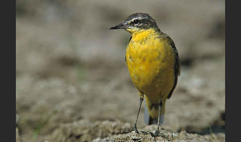 Wiesenschafstelze (Motacilla flava)